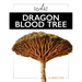 Dragon Blood Tree