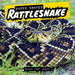 Rattlesnake
