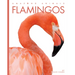 Flamingos