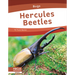 Hercules Beetles