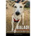Baladi: The Journey of an Egyptian Street Dog