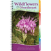 Wildflowers of the Northeast: Your Way to Easily Identify Wildflowers