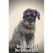 Standard Schnauzer: Dog breed overview and guide