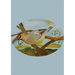 The Stone Soup Sketchbook (small): Sierra Glassman - Cedar Waxwing - unlined