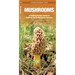Mushrooms: An Introduction to Familiar North American Species