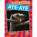 Aye-Aye