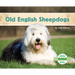 Old English Sheepdogs