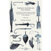 Angling in Australia and New Zealand - A Selection of Classic Articles on Spear Fishing, Sharks, Trout and Other Fish of the Antipodes (Angling Series