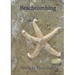Beachcombing
