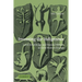 Inventing the Indigenous: Local Knowledge and Natural History in Early Modern Europe