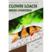 Clown Loach: From Novice to Expert. Comprehensive Aquarium Fish Guide