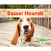 Basset Hounds