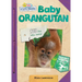 Baby Orangutan