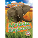 African Elephants