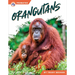 Orangutans