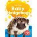 Baby Hedgehogs