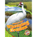 Whooping Cranes