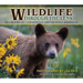 Wildlife Through the Lens: Animal Stories from Montana and the Rocky Mountains