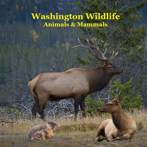 Washington State Animals and Mammals Kids Wildlife Book: Great Washington State Animals book with Lifelike Images and Fun Facts - Paperback