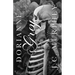 Dorianne Grey: A Don't Fear Death Novella