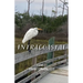 Intracoastal