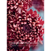 Chrysanthemums: Beautiful Varieties for Home and Garden