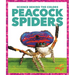 Peacock Spiders