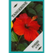 Tangerine Poems at 94