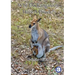 Why Do Kangaroos Have A Pouch?