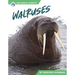 Walruses