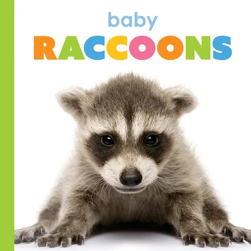 Baby Raccoons