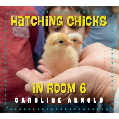 Hatching Chicks in Room 6