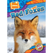 Red Foxes