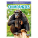 Chimpanzees