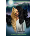 The Alpha's Potential Mate Book One