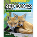 Kids' Backyard Safari: Red Foxes: Explore Their World and Learn Fun Facts