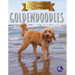 Goldendoodles