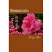 Blooming Azalea