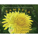 Book One of the Hidden Magic of Plants: Dandeia