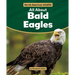 All about Bald Eagles