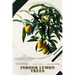 Indoor Lemon Trees: Plant Guide