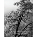 The Poetry of Being: Photographs and Haikus