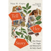 Tell Her Story: How Women Led, Taught, and Ministered in the Early Church