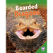 Bearded Dragons