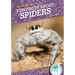 Fun Facts about Spiders
