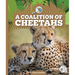 A Coalition of Cheetahs
