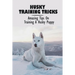Husky Training Tricks: Amazing Tips On Training A Husky Puppy: Some Tips On Training A Husky