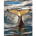 Whales: Whale Facts for Kids, Whales Gentle Giants of the Sea