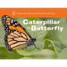 Caterpillar to Butterfly