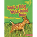 Meet a Baby White-Tailed Deer